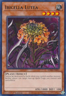 Ibicella Lutea (VASM-EN052) (Valiant Smashers) YuGiOh